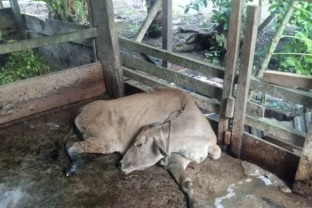 Baznas Kabupaten Siak telah membagikan bantuan sapi ke mustahik, namun semuanya terserang penyakit PMK (foto/antara)